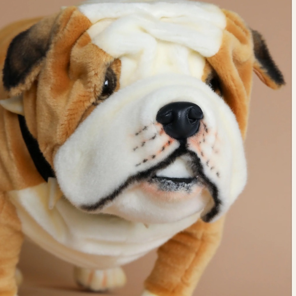 Odin Parker Bulldog - Picture 4 of 7